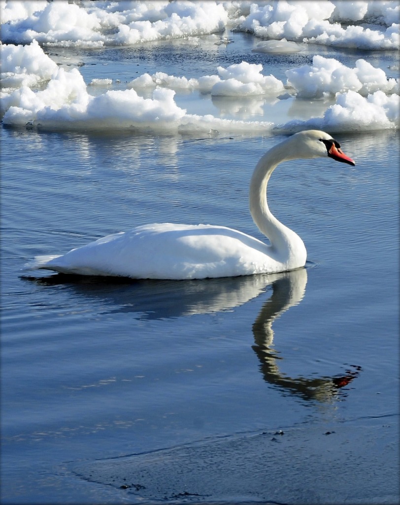 Schwan auf Ontariosee jigsaw puzzle in Tiere puzzles on TheJigsawPuzzles.com